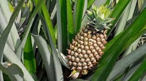 Pineapple Kew